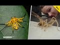 Los 13 insectos más extraños del mundo. Por el #3 pagan millones de dólares