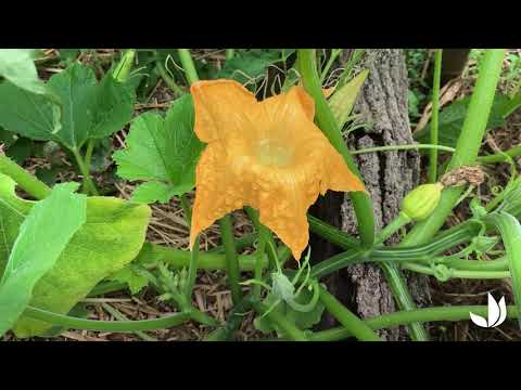 Vidéo: Plantes de courge grumeleuse - Raisons de la courge bosselée sur les plantes