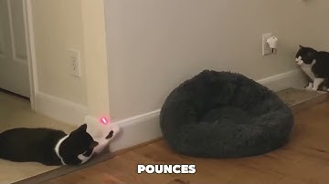 Why Cats Are OBSESSED With Laser Pointers