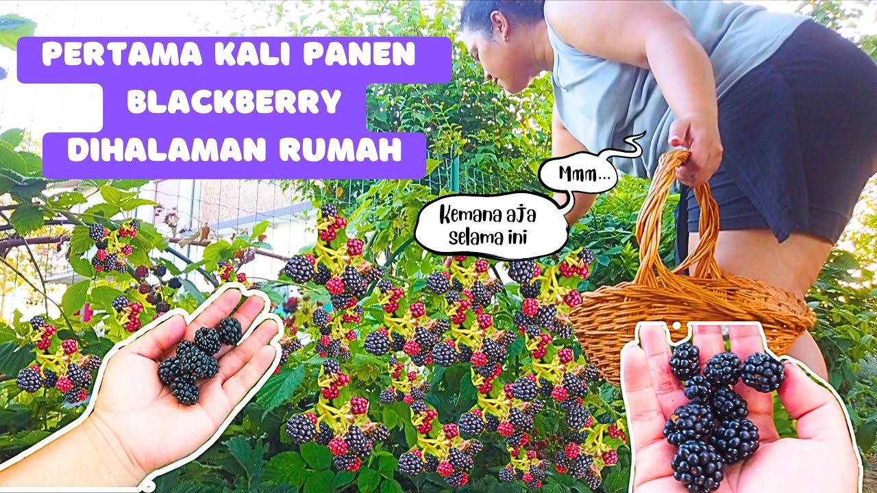 PANEN BLACKBERRY PERTAMA KALINYA DIHALAMAN RUMAH, SELAMA INI KEMANA AJA??