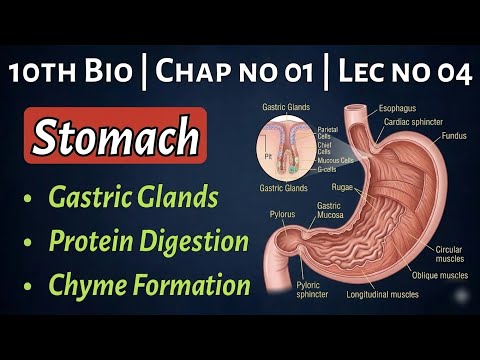 Stomach: Explained | Cardiac vs Pyloric Sphincter| Gastric Glands | 10th Bio New Book| Chap 10 Lec 4