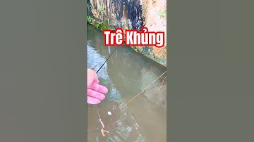 Câu cá cửa cống 🤯#fishing #cauca