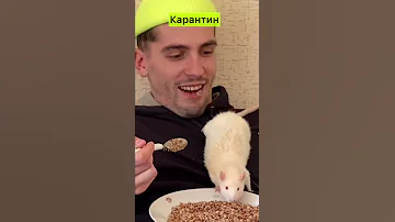 ГРЕЧКА И КРЫСА / пацюк ведёт себя странно / 8 день карантина