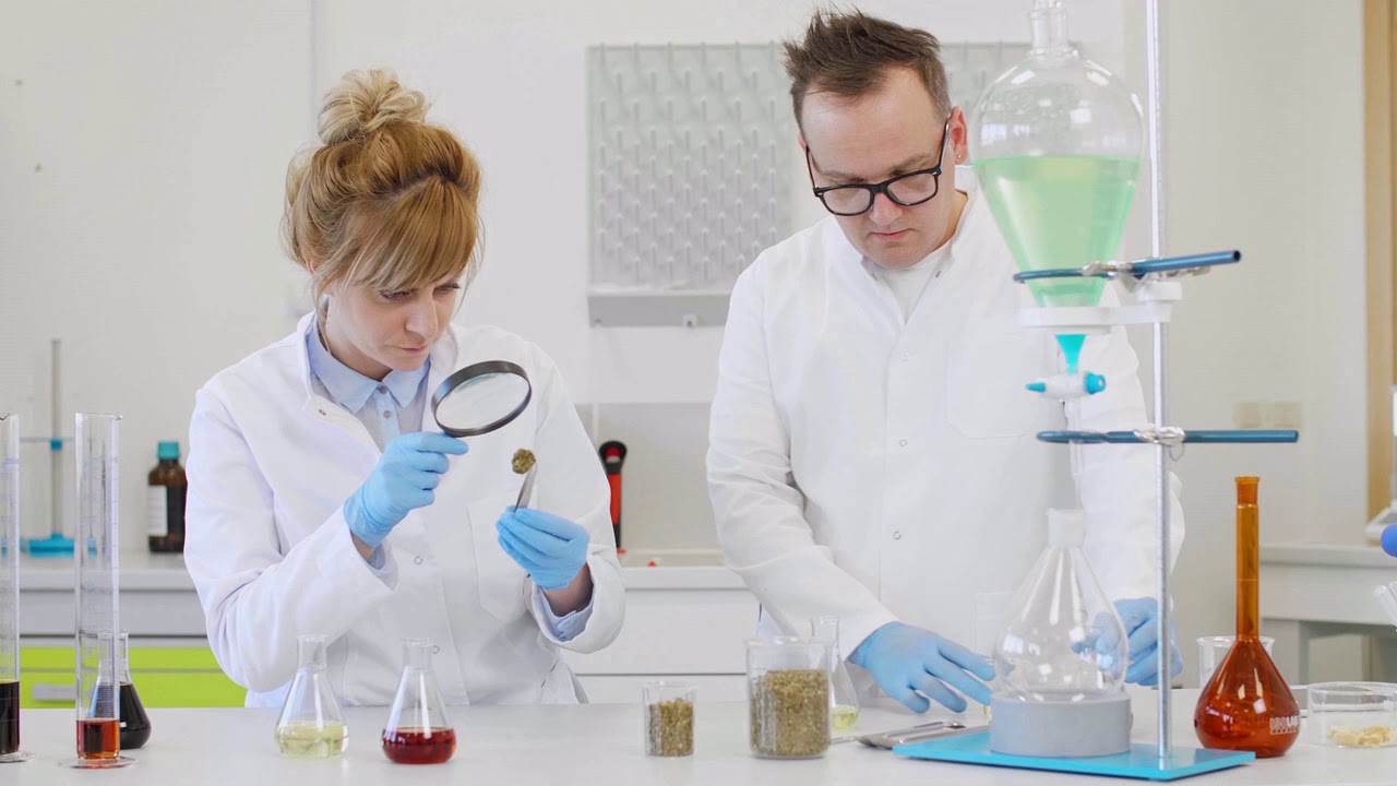 IMVELO - Follow the Lifecycle of the Cannabis Seed