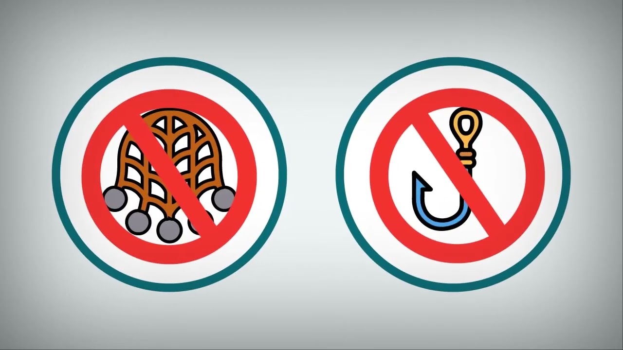 Shark Deterrent Technology Buoy