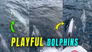 Dolphins Playfully Surround Boat and Ride the Waves