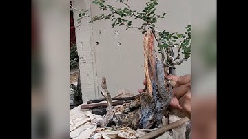 Creating Jin or Shari Bonsai Styling