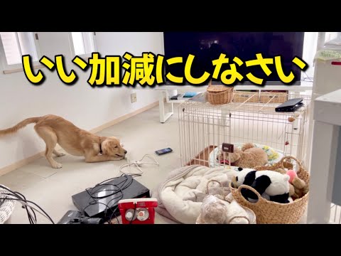 模様替えをしようとしたが、犬3匹いると全く進みません