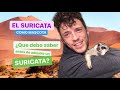 ¿Que debo saber antes de adquirir un suricata? EL SURICATA COMO MASCOTA !! `Suricata Suricatta’