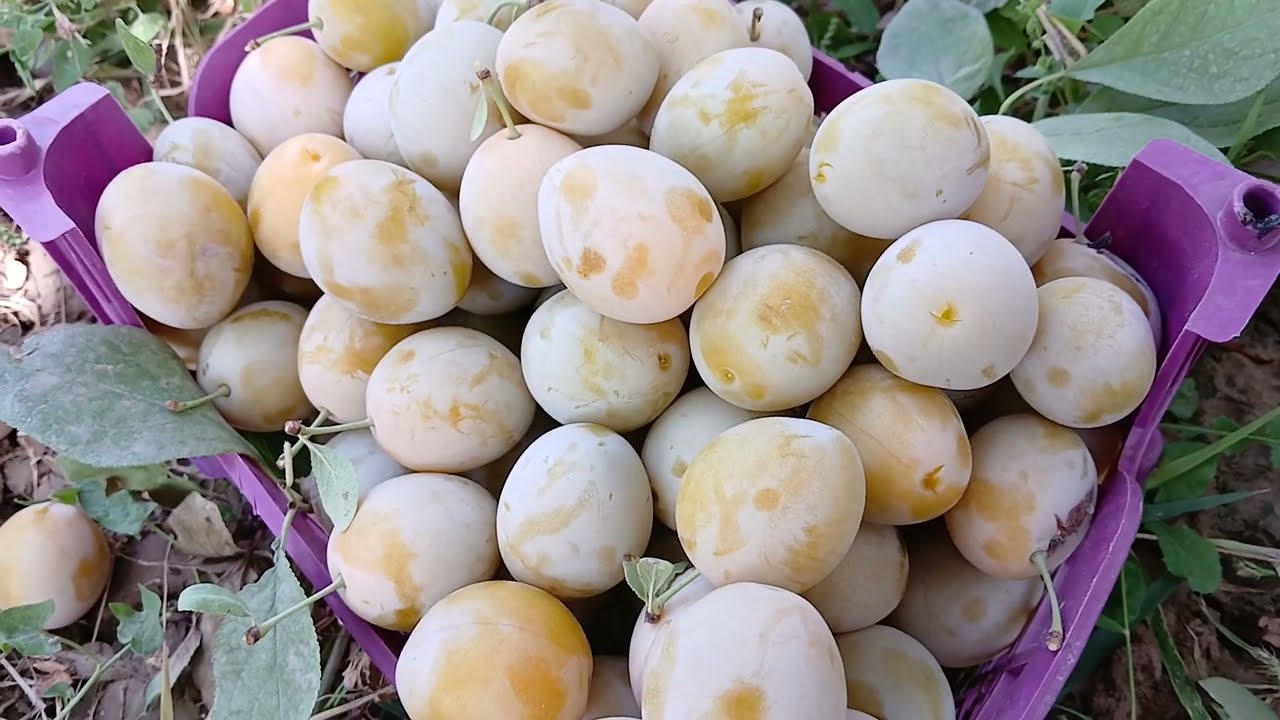 Harvesting Big Yellow Plums 🍑🌿 | Sweet Juicy Fruit Picking from My Orchard