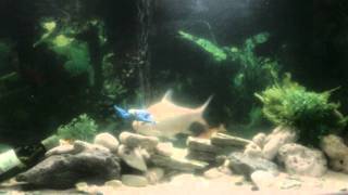 My Blurry 75 Gallon Aqua Tank