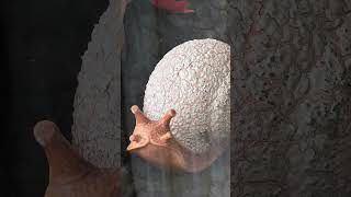 26 Allumba Drive, St Helena | Property Video