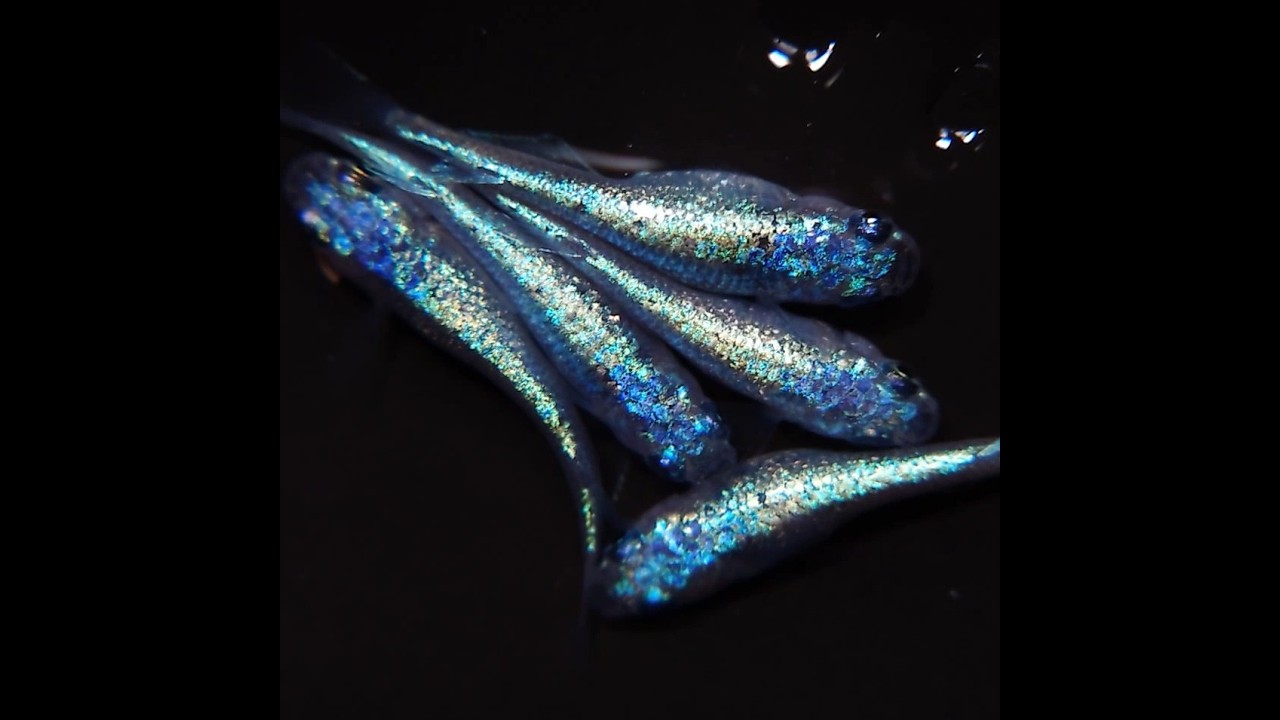 碧0302【メダカ】