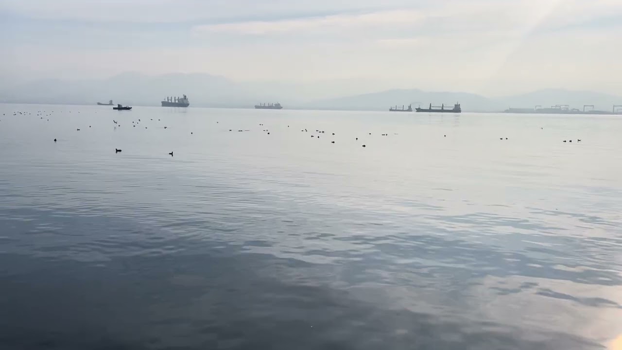 Sea Sounds | Calm Waves for a Peaceful Day