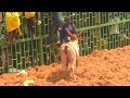        nilavarapatty jallikattu 2022