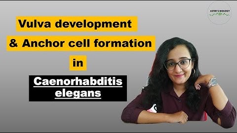 Vulva development and Anchor cell formation in C. elegans & Previous year questions discussed