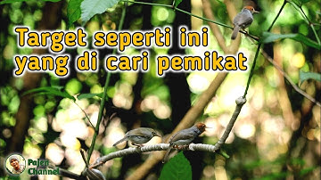 Mikat Burung Prenjak Secepat Ini Pasti Semua Pemikat Suka