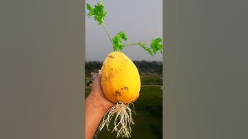 Great method of propagation papaya trees//#reelsvideo #gardengingtips #gardening #reelsvideo