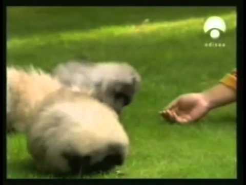 pekines historia vorterix twitter