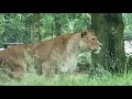 LION EMERGENCY CAUGHT ON CAMERA- Knowsley safari park