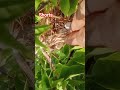 #viral #shorts #burung mahal bertelor #subscribe