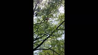 2023 ISA Penndel Chapter Tree Climbing Competition