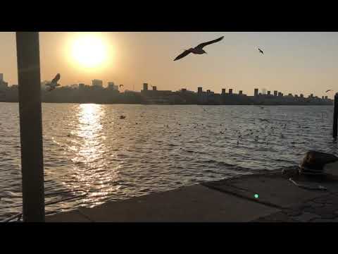 A flock of birds in Dubai Creek