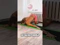 от БОЛИ В ПЛЕЧАХ и ПОЗВОНОЧНИКЕ