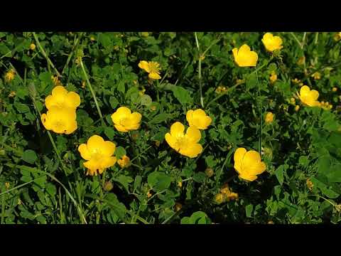 Video: Giardino Del Ranuncolo (54 Foto): Piantare E Prendersi Cura Di Ranuncoli Asiatici Perenni, Varietà Di Fiori Di Ranuncolo 