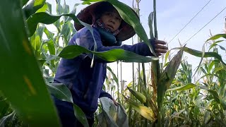 Amazing Agricultural farm - hand harvesting corn #02