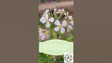 My beets are flowering !