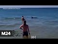 Как по часам! В Анапе дельфины каждое утро приплывают к берегу - Москва 24