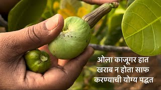 कोकणातील ओला काजूगर हात खराब न करता साफ करण्याची योग्य पद्धत l How to clean  Cashew Nuts l