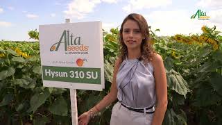 Alta Seeds HYSUN 310 SU