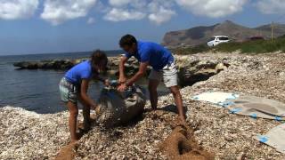 Da rifiuto a risorsa. La nuova vita della Posidonia