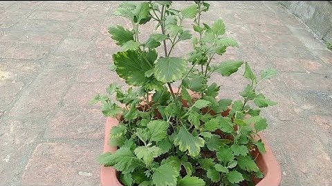 Cúc Hoa Mi Hà Nội Trồng Tháng Mấy Thì Cho Hoa Đẹp Nhất