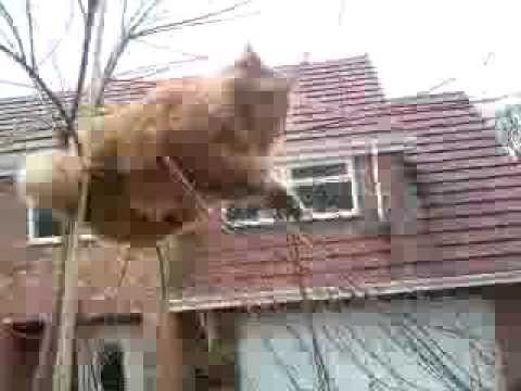 fat cat trees