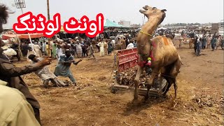 Unt Sell 215k Hyderabad Mandi sey || Camel Loding 2022 || Mandi Update