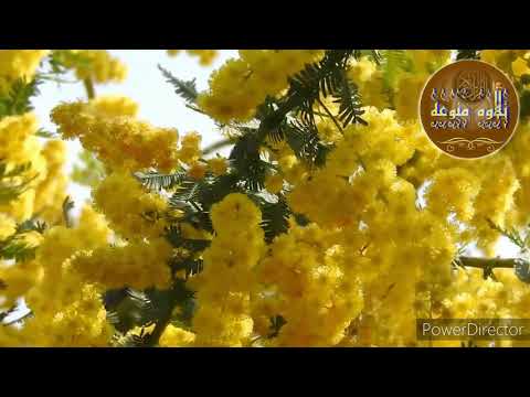 سورة النور القارئ الشيخ مشاري العفاسي