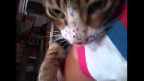 the lazy song: the lazy cats