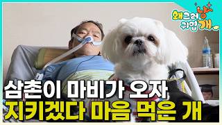 "당신을 지키기 위해" 아픈 삼촌을 위해 슈퍼히어로가 된 몽이 너무 강해진 몽이의 경계는 점점 위험수위를 넘어서고  │#왜그러냥귀엽개