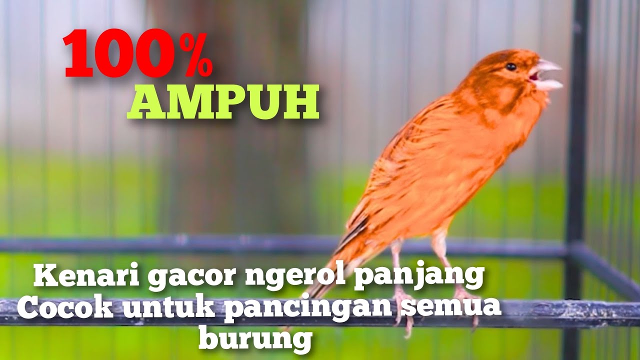 Burung kenari gacor ngerol panjang cocok untuk pancingan semua kenari 