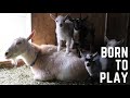 35 Baby Goats at Sunflower Farm