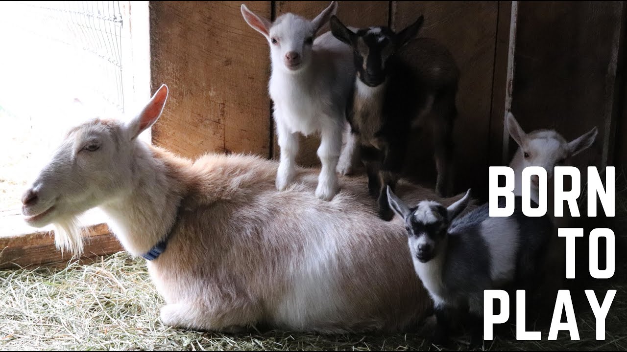 35 Baby Goats at Sunflower Farm YouTube