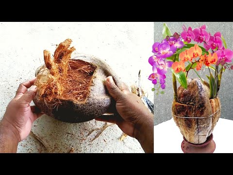 Video: Voortplanting Van Denne: Hoe Om 'n Denneboom Uit 'n Tak Te Kweek? Hoe Vermeerder 'n Boom In Die Natuur En Tuis? Hoe Om 'n Steel Te Wortel?