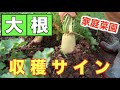 #6.大根の収穫のサインは？害虫の対策は？【ハムシ、カタツムリ、アオムシ、てんとう虫】それぞれ紹介します！