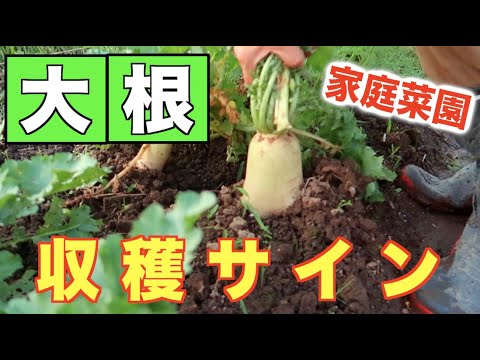 #6.大根の収穫のサインは？害虫の対策は？【ハムシ、カタツムリ、アオムシ、てんとう虫】それぞれ紹介します！