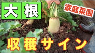 #6.大根の収穫のサインは？害虫の対策は？【ハムシ、カタツムリ、アオムシ、てんとう虫】それぞれ紹介します！