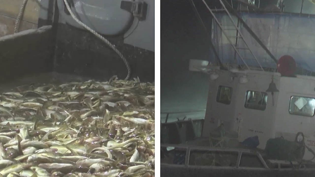 Огромный улов наваги на Сахалине превзошел все ожидания. Рыболовные суда перегружены рыбой