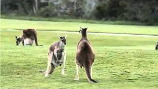 Kangaroo playing with his balls